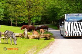 Zoo_Dvur_Kralove2