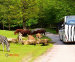 Zoo_Dvur_Kralove2