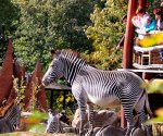 Zoo_Dvur_Kralove1