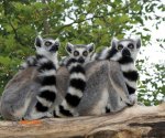 Zoo_Opole1