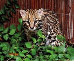 Zoo_Opole2