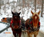 Kulig_Istebna_2021