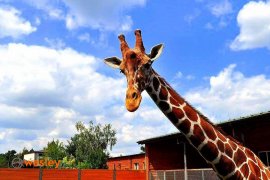 Zoo_Borysew_8