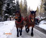 kulig_Wisla_2