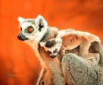 Zoo_Borysew_1
