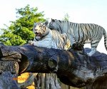 Zoo_Borysew_2