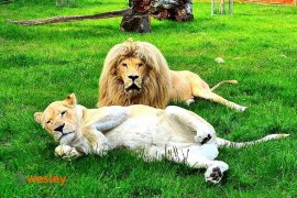 Zoo_Borysew_3
