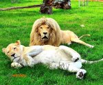 Zoo_Borysew_3