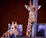Zoo_Borysew_6