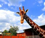 Zoo_Borysew_8