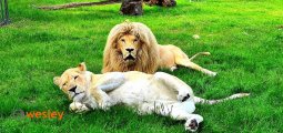 Zoo_Borysew_3