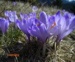 Krokusy_4
