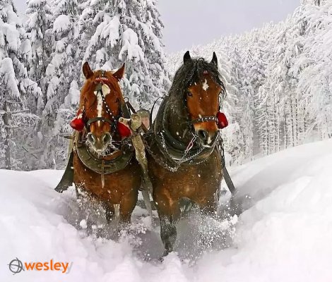 Kulig_Gubałówka_1
