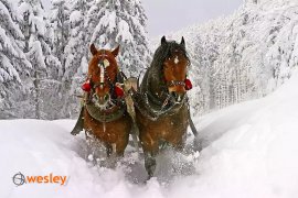 Kulig_Gubałówka_1