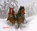 Kulig_Gubałówka_1