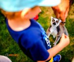 Lemur_Park_Rumia_1