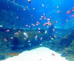 Orientarium_6