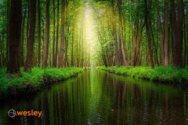 Spreewald_1