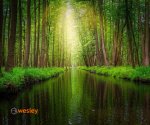 Spreewald_1