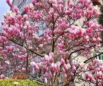 Magnolie_2