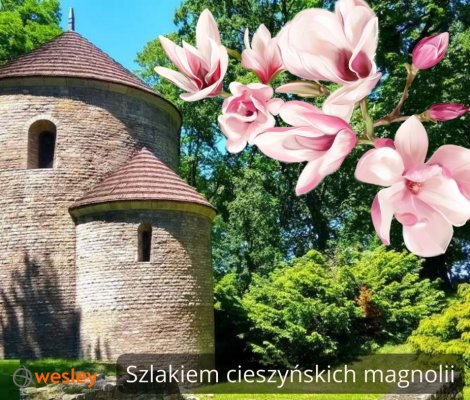 Cieszyn_Magnolie