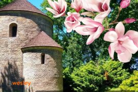 Cieszyn_Magnolie