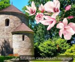Cieszyn_Magnolie