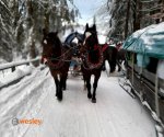 kulig_2023_1
