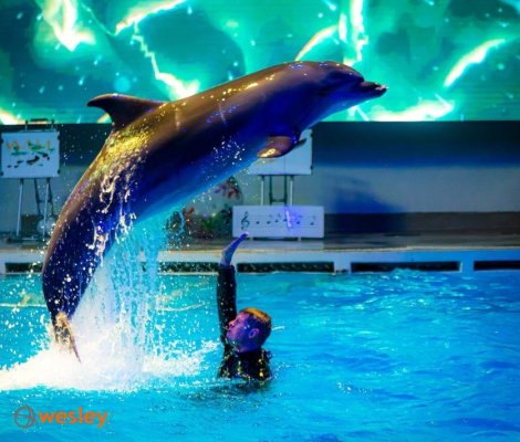 Kłajpeda_delfinarium_1