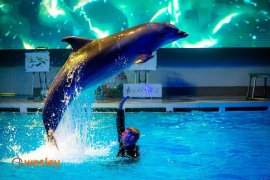 Kłajpeda_delfinarium_1