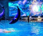 Kłajpeda_delfinarium_3