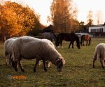 Zagroda_Stefanówka_5