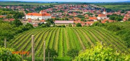 Cejkovice_winnice_1