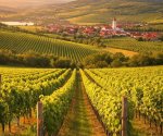 Cejkovice_winnice_2