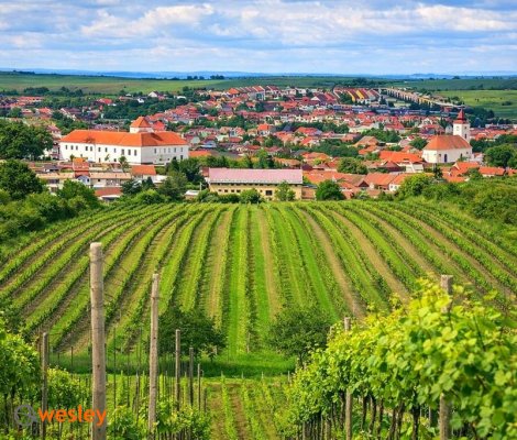 Cejkovice_winnice_1