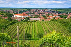 Cejkovice_winnice_1