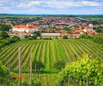 Cejkovice_winnice_1